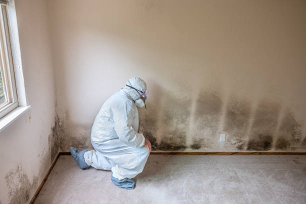 Best Mold Removal for HVAC Installations  in Hoffman Estates, IL