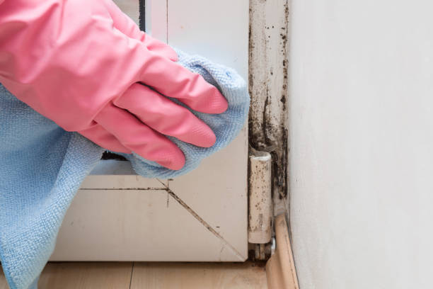 Best Forensic Mold Investigation  in Hoffman Estates, IL